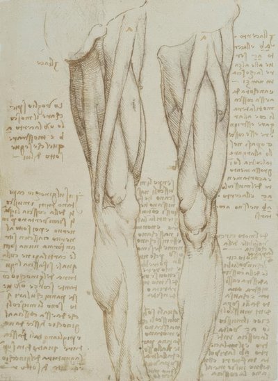 Anatomy Studies by Leonardo da Vinci